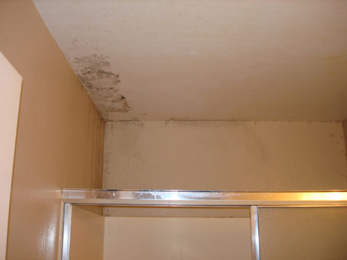 Mold And Water Damage Mold Testing